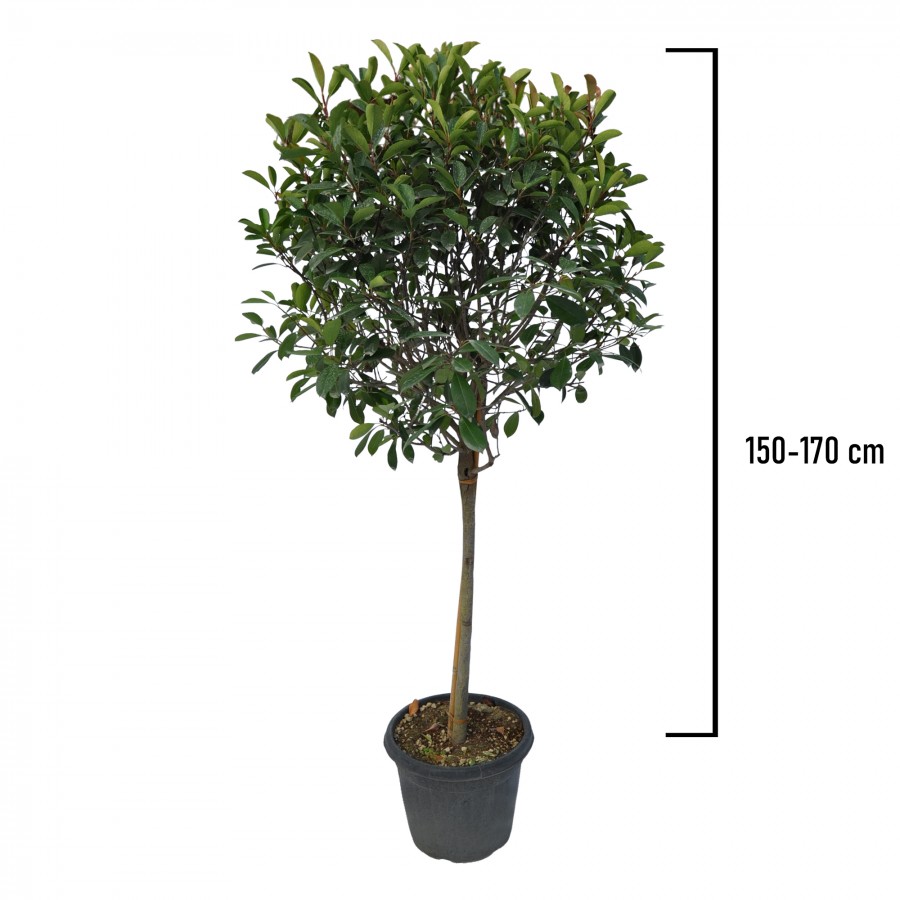 Photinia Red Robin Glob 150-170 cm Photinia Red Robin Glob 150-170 cm