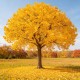 Ginkgo Biloba 30–40 cm Ginkgo Biloba 30–40 cm