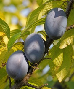 Prun Topend Plus (Radacina libera) Prun Topend Plus (Radacina libera)