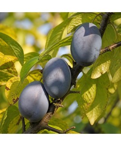Prun Topend Plus (Radacina libera) Prun Topend Plus (Radacina libera)
