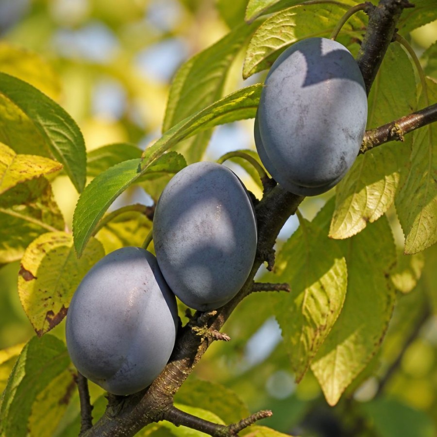 Prun Topend Plus (Radacina libera) Prun Topend Plus (Radacina libera)
