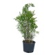 Rodiu Pitic Ornamental 60-70 cm Rodiu Pitic Ornamental 60-70 cm