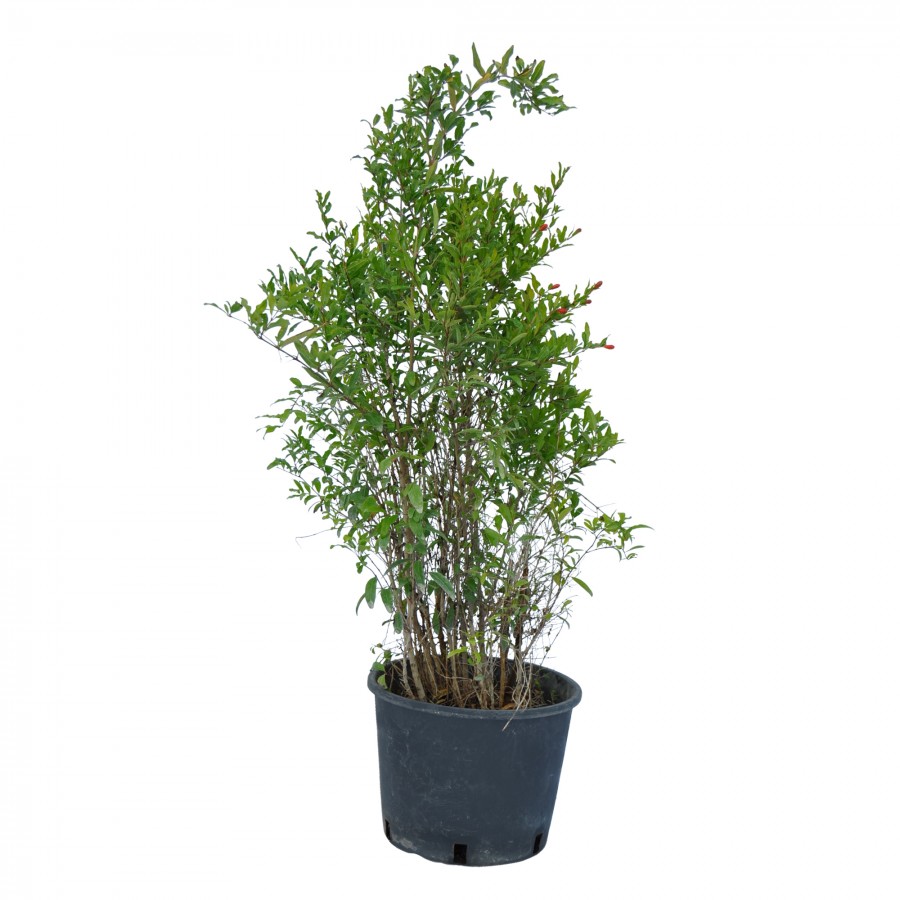 Rodiu Pitic Ornamental 60-70 cm Rodiu Pitic Ornamental 60-70 cm