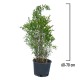 Rodiu Pitic Ornamental 60-70 cm Rodiu Pitic Ornamental 60-70 cm