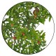 Rodiu Pitic Ornamental 60-70 cm Rodiu Pitic Ornamental 60-70 cm