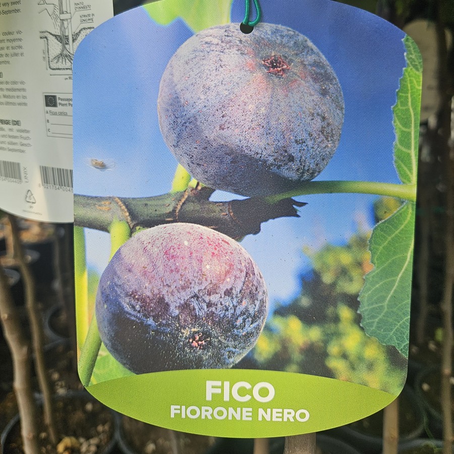 Smochin Fiorone Nero (Ghiveci) Smochin Fiorone Nero (Ghiveci)