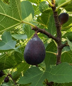 Smochin Black Mission (Radacina libera) Smochin Black Mission (Radacina libera)