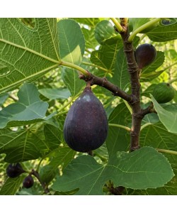 Smochin Black Mission (Radacina libera) Smochin Black Mission (Radacina libera)
