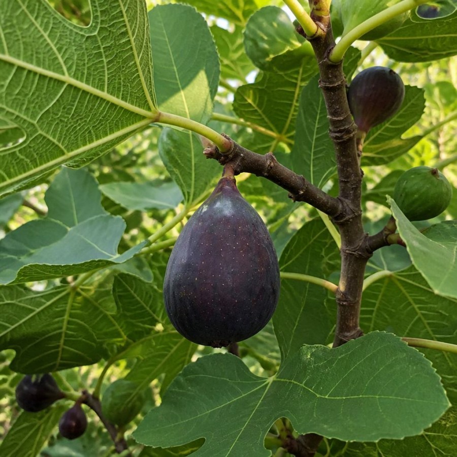 Smochin Black Mission (Radacina libera) Smochin Black Mission (Radacina libera)