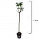 Trandafir Pomisor Rosu-Galben 1.2-1.4 m Trandafir Pomisor Rosu-Galben 1.2-1.4 m