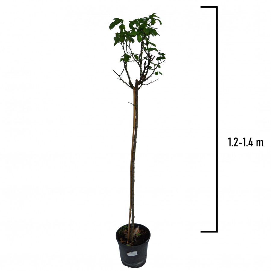 Trandafir Pomisor Rosu-Galben 1.2-1.4 m Trandafir Pomisor Rosu-Galben 1.2-1.4 m