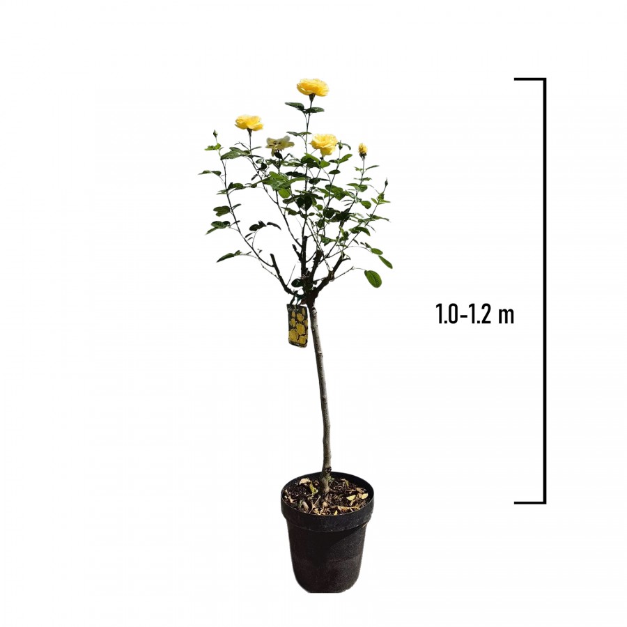 Trandafir Pomisor Galben 1.0-1.2 m Trandafir Pomisor Galben 1.0-1.2 m