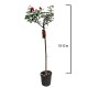 Trandafir Pomisor Rosu 1.0-1.2 m