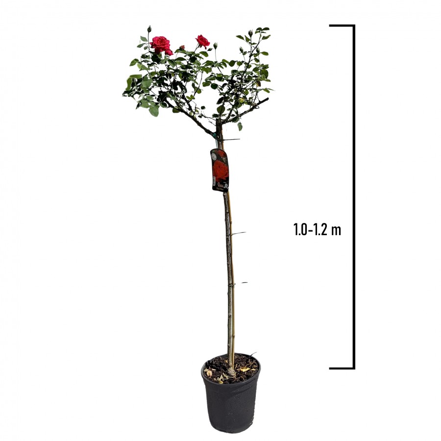 Trandafir Pomisor Rosu 1.0-1.2 m