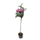 Trandafir Pomisor Roz 1.0-1.2 m Trandafir Pomisor Roz 1.0-1.2 m
