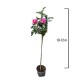 Trandafir Pomisor Roz 1.0-1.2 m Trandafir Pomisor Roz 1.0-1.2 m