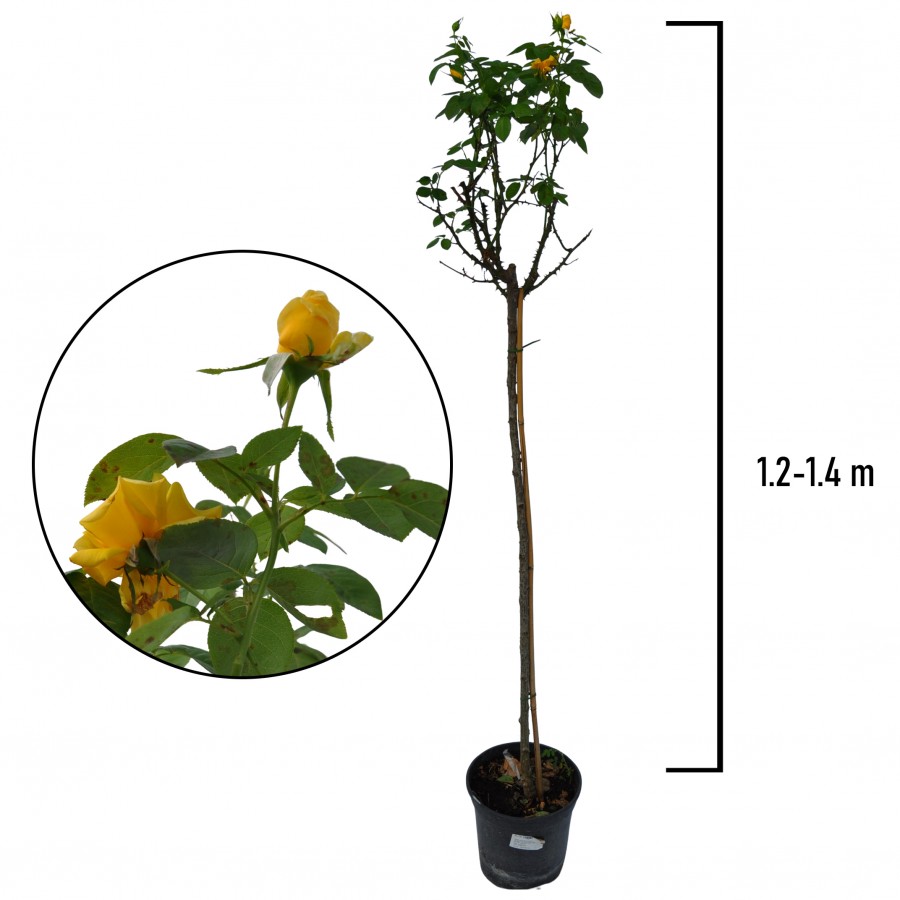 Trandafir Pomisor Galben 1.2-1.4 m Trandafir Pomisor Galben 1.2-1.4 m