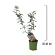 Trandafir Tufa Roz Pal 30-40 cm Trandafir Tufa Roz Pal 30-40 cm