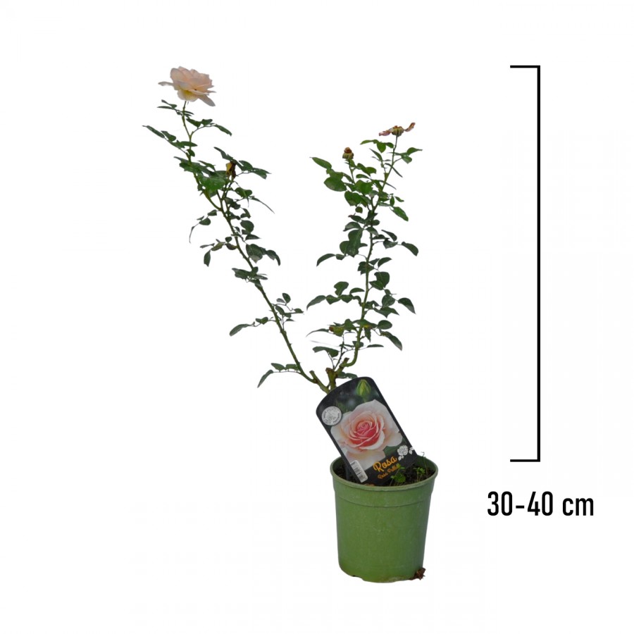 Trandafir Tufa Roz Pal 30-40 cm Trandafir Tufa Roz Pal 30-40 cm