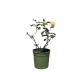 Trandafir Tufa Galben 30-40 cm Trandafir Tufa Galben 30-40 cm