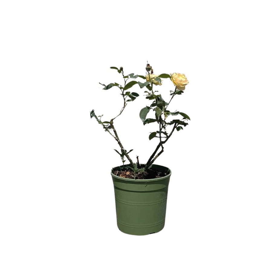 Trandafir Tufa Galben 30-40 cm Trandafir Tufa Galben 30-40 cm
