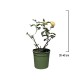 Trandafir Tufa Galben 30-40 cm Trandafir Tufa Galben 30-40 cm