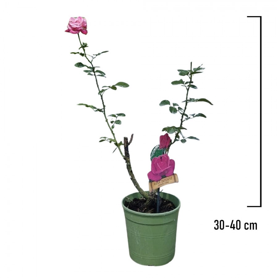 Trandafir Tufa Roz 30-40 cm Trandafir Tufa Roz 30-40 cm
