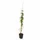 Trandafir Urcator Alb 1.4-1.6 m Trandafir Urcator Alb 1.4-1.6 m