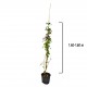 Trandafir Urcator Alb 1.4-1.6 m Trandafir Urcator Alb 1.4-1.6 m