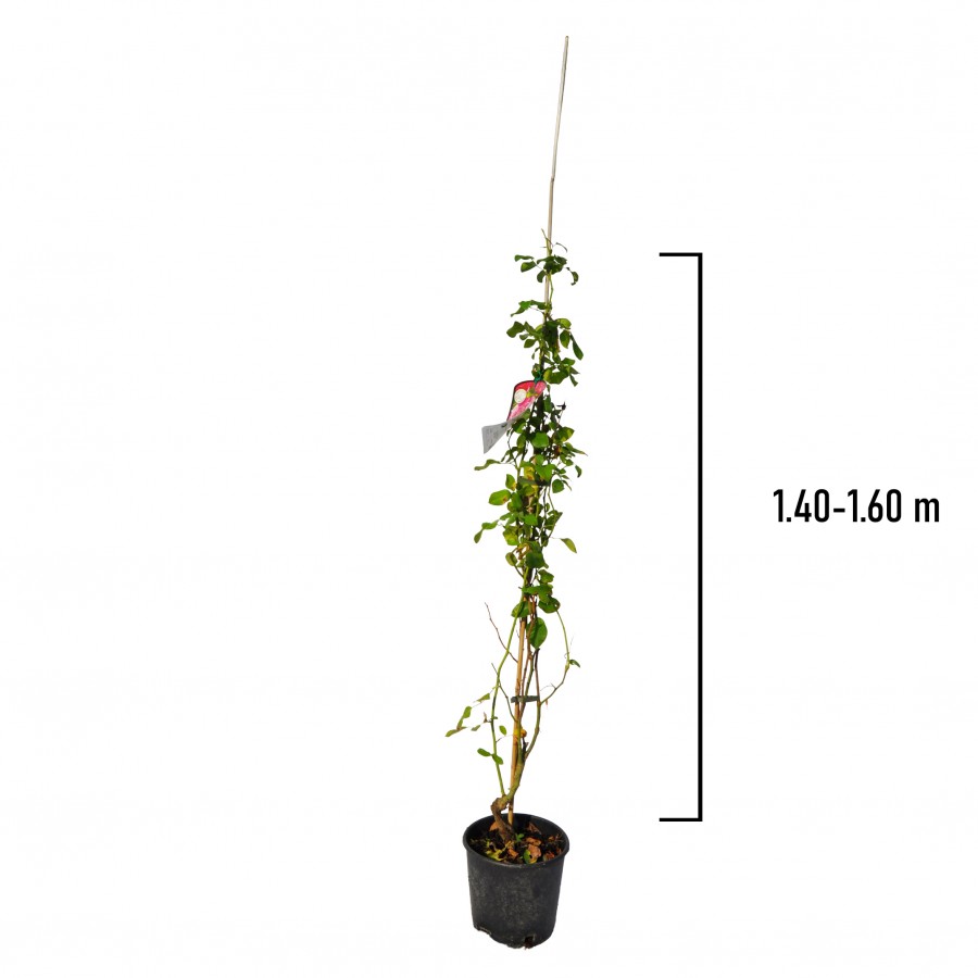 Trandafir Urcator Alb 1.4-1.6 m Trandafir Urcator Alb 1.4-1.6 m