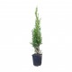 Tuia Smaragd 40-60 cm Tuia Smaragd 40-60 cm