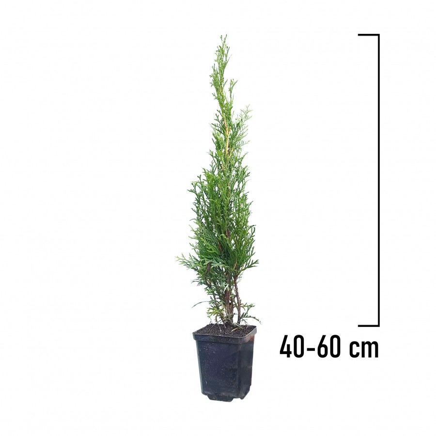 Tuia Smaragd 40-60 cm Tuia Smaragd 40-60 cm