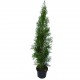 Tuia Smaragd 50-70 cm Tuia Smaragd 50-70 cm