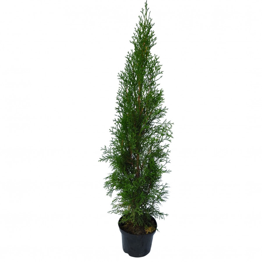 Tuia Smaragd 50-70 cm Tuia Smaragd 50-70 cm