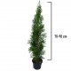 Tuia Smaragd 70-90 cm Tuia Smaragd 70-90 cm