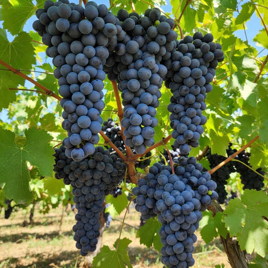 Vita de vie Michele Palieri Vita de vie Michele Palieri