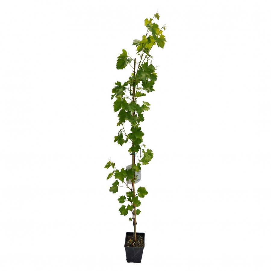 Vita De Vie Fara Samburi APIRENA BIANCA 1.4 -1.6 m Vita De Vie Fara Samburi APIRENA BIANCA 1.4 -1.6 m