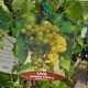 Vita De Vie Fara Samburi APIRENA BIANCA 1.4 -1.6 m Vita De Vie Fara Samburi APIRENA BIANCA 1.4 -1.6 m