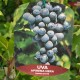 Vita De Vie Fara Samburi APIRENA NERA 1.4 -1.6 m Vita De Vie Fara Samburi APIRENA NERA 1.4 -1.6 m
