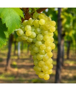 Viță de Vie Fetească Albă Viță de Vie Fetească Albă