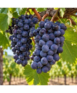 Viță de Vie Cabernet Sauvignon Viță de Vie Cabernet Sauvignon