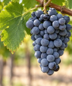 Viță de Vie Merlot Viță de Vie Merlot