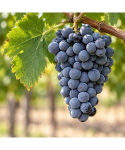 Viță de Vie Merlot Viță de Vie Merlot