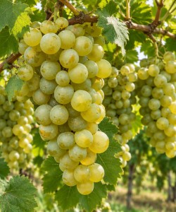 Viță de Vie Muscat Ottonel Viță de Vie Muscat Ottonel
