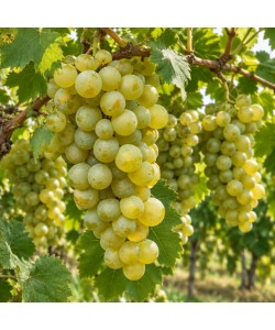 Viță de Vie Muscat Ottonel Viță de Vie Muscat Ottonel