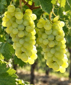 Viță de Vie Muscat Poloskei Viță de Vie Muscat Poloskei