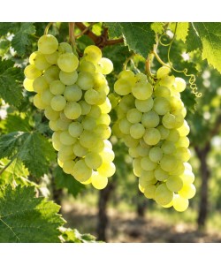 Viță de Vie Muscat Poloskei Viță de Vie Muscat Poloskei