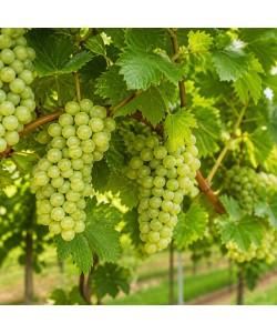 Viță de Vie Sauvignon Blanc Viță de Vie Sauvignon Blanc