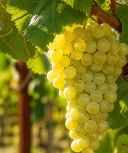 Viță de Vie Tămâioasă Românească Viță de Vie Tămâioasă Românească