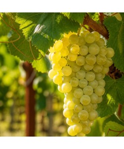 Viță de Vie Tămâioasă Românească Viță de Vie Tămâioasă Românească